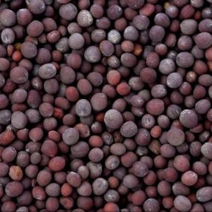 Wholesale dry back: Yellow Mustard Seeds / Black Mustard Seeds / White Mustard Seeds