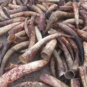 Wholesale high quality: High Quality Cow Horns