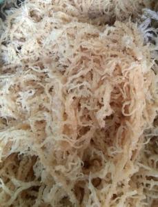 Wholesale spinosum seaweed: The Best Price and High Quality Sea Moss Lana +84 369 952 775
