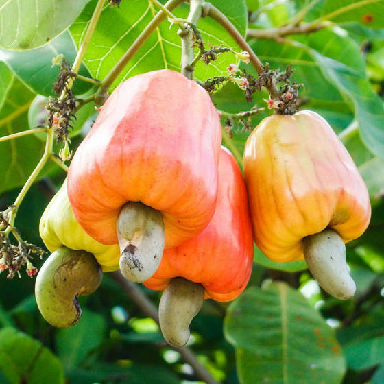 Cashew Nut Apple Seeds Tropical Plant Tree Seeds RARE Anacardium Occidentale 