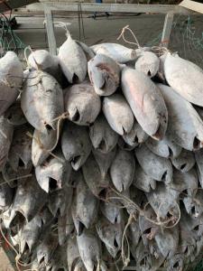 Wholesale whole frozen fish: Frozen Tuna Fish for Sale