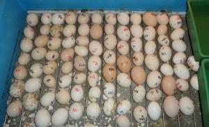 Wholesale fresh eggs: Fertile Tested Parrot Eggs Available