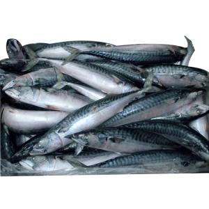 Wholesale iqf: Frozen Horse Mackerel/Pacific Mackerel Frozen Fish for Sale