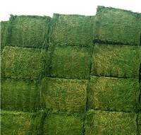 Sell Quality alfalfa hay for sale,alfalfa pallets