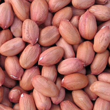 Sell New Crop Good Quality Raw / Blanched Peanuts / Groundnuts for Sale