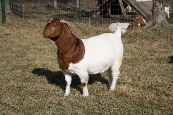 Full Blood Boer Goats(id:10846681) Product details - View Full Blood ...