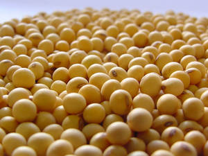 Wholesale oil: Soybean # 2 GMO