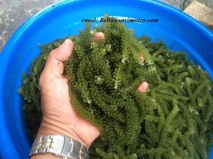 Wholesale dried eucheuma: Seagrape in Viet Nam
