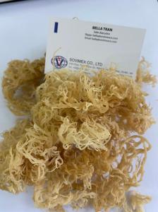 Wholesale ulva lactuca powder: Dried E.Cottonii Seaweed in Viet Nam