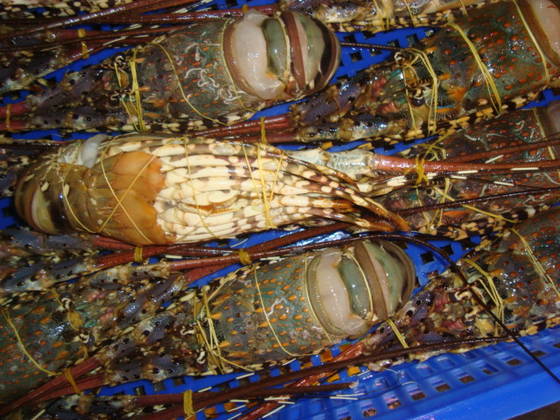 Sell Vietnam Ornate Spiny Lobster(id:19394651) from Jeremy Management ...