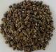 Moringa Herbal Seeds