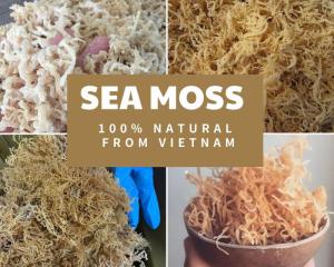 Wholesale promotional bag: Dried Eucheuma Cottonii Seamoss/ Irish Moss with Competitive Price