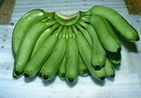 Fresh Green Bananas 