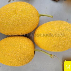 Wholesale fruit packaging net: M1131 Hybrid Hami Melon Variety