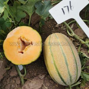 Wholesale fruit dish: M176 F1 Janna Type Hybrid Melon Seed