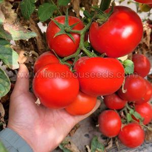 Wholesale tomato taste seasoning: T02 Hybrid Indeterminate Round Tomato Variety