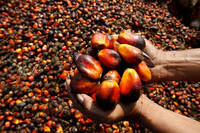 Sell Palm Oil/Corn Oil/Soybean Oil