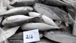 Wholesale bonito tuna fish: Frozen Horse Mackerel