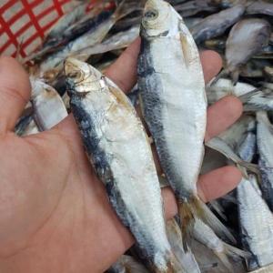 Wholesale frozen sardine: Dried Seafood Sardine for Sale - Whatsap- 0084 989 322 607