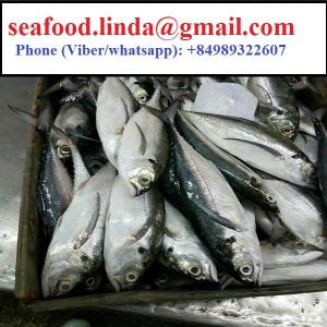 Wholesale yellowtail: Frozen Horse Mackerel/ Scad/ Tuna/ Anchovy Fish From Vietnam Cheap Price- Whatsapp 0084 989 322 607