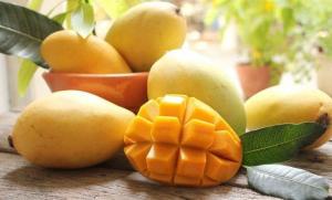 Wholesale Mango: Fresh Cat Hoa Loc Mango