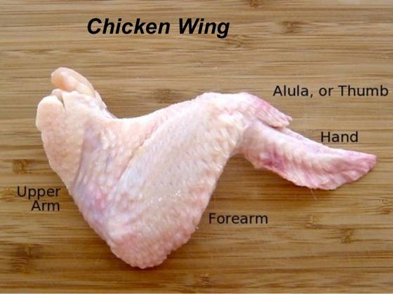 Sell Grade AA Chicken Feet, Chicken Paw, Chicken Wings. 