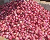 Sell Fresh Round Onions Grade AA