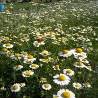 Dried Chamomile Tea