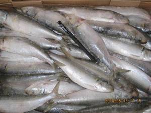 Wholesale frozen sardine: Frozen Sardine