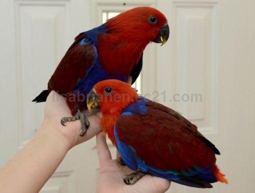 eclectus eggs for sale