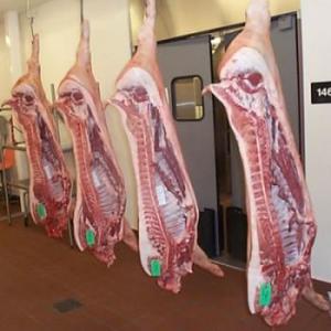 Wholesale fresh: Wholesale Supply of Frozen Pork Meat From Spain