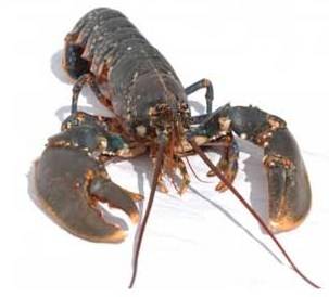 Live Irish Lobster for Export from Irish Lobster Ltd, Ireland