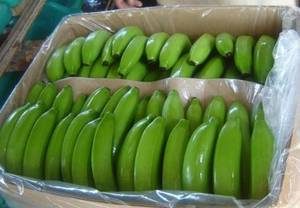 Wholesale cavandish banana: Fresh Green Cavandish Banana