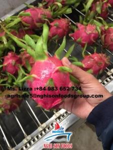 Wholesale best dragon fruit: Fresh Dragon Fruit- Origin Vietnam