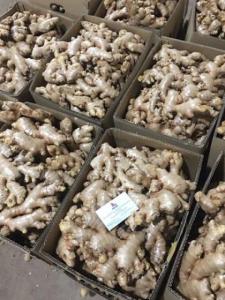 Wholesale food: Fresh Ginger High Quality Vietnam