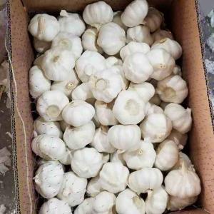 Wholesale chinese fresh garlic: 2020 China/Chinese Best Wholesale Fresh Garlic Price -new Crop, High Quality for Export