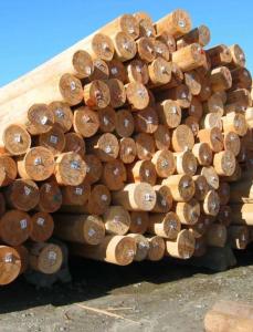 Wholesale electrical: Electrical Power Pole, Wood Utility Poles for Sale