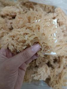 Wholesale dried eucheuma: DRIED EUCHEUMA COTTONII / IRISH MOSS / SEAMOSS with LOWEST MOISTURES (Whatsapp: +84961922242)