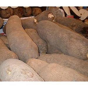 Wholesale Other Agriculture Products: White Yam