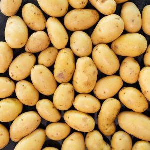 Wholesale staple: Potatoes