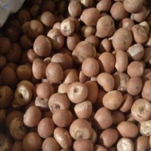 Wholesale wood charcoal: Cashew and Betel Nuts