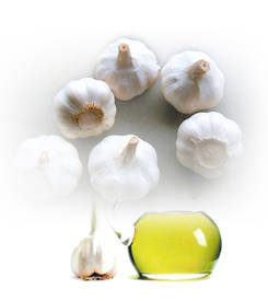 Wholesale oil seeds: Garlic Oil, Plant Seed Distillated Oil,The Factory Price