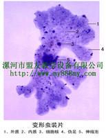 Microscope Slide---amoeba W.M