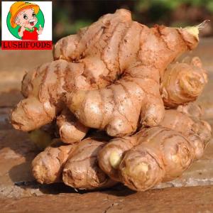 Wholesale fresh ginger: Ginger/Fresh Ginger/Chinese Ginger/Jinxiang Ginger