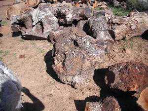 Wholesale good price &: Burl Woods for Sale