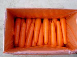 Wholesale china carrot: Carrots