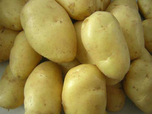 Wholesale Fresh Potatoes: Potato