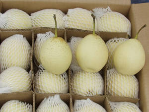 Wholesale Pears: Ya Pear