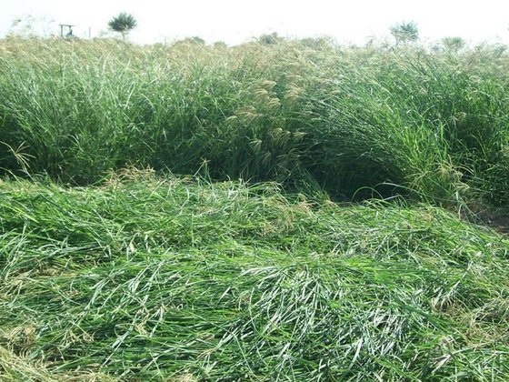 Rhodes Grass Hay and Alfalfa Hay Animal Feed(id:8440261). Buy Ukraine  rhodes grass, alfalfa hay - EC21
