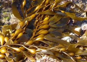 Wholesale seaweeds: Seaweed Peru / Seaweed Peruvian